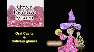 Upper Digestive System: Oral Cavity and Salivary Glands
