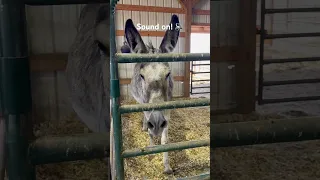 New rescued donkey gets all the donkeys braying this morning #shorts #donkey #rescued #short