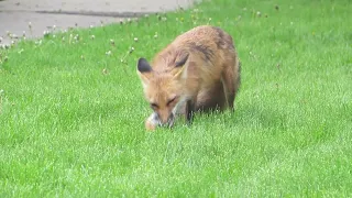 Fox eating a furry creature