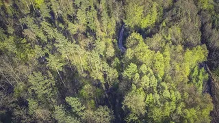 Пермяки сняли на видео, как в лесу вздымается земля