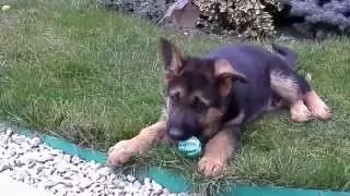 ЩЕНОК Немецкой Овчарки МАРКУС.The most funny and cute German Shepherd puppy. .Одесса.