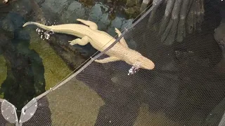 Claude the Albino Alligator at the California Academy of Sciences