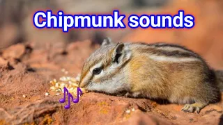 chipmunk sounds to make them come to you | chipmunk sounds | chipmunk sound effect