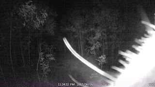 Yowie Captured On Tree Cam