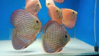 The Discus Fish Tank: Galaxy Turquoise