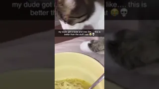 Cat: Let Me Have A Taste Of Noodle #Shorts (See Description)