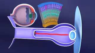 3D Development of the Eye: A Comprehensive Overview - Eye Embryology - Ophthalmology
