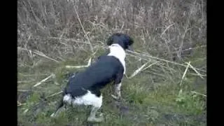 Epagneul Breton hunting Baron