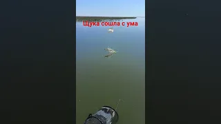 Рыбалка в Астрахани на щуку! голодные щуки атакуют!😱🛥️👍