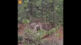 Leopard Vs Warthog | Rob The Ranger Special Edition The Ranger Wildlife Videos .#shortsvideo