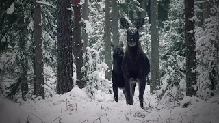 Om älg & älgjakt - uppdaterad | Jaktkunskap del 3