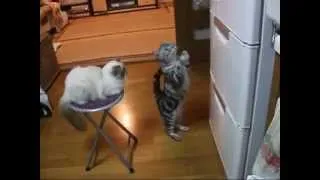 Funny cat!