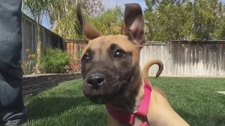 Puppies Running Into Cameras