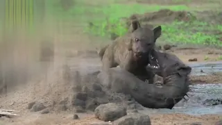 HYENA Mating LOVE.