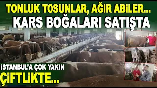 Kars boğaları, tonluk kurbanlıklar satışta / İstanbul'a çok yakın / Cihan Besicilik Kocaeli Gebze