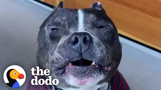 This 14-Year-Old Pittie Is Aging Backwards | The Dodo