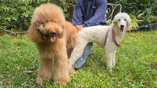 Standard Poodle Mating(4)