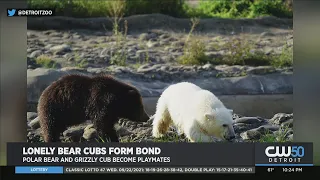 Meet These Two Bear Cubs Who Have Become Inseparable At The Detroit Zoo