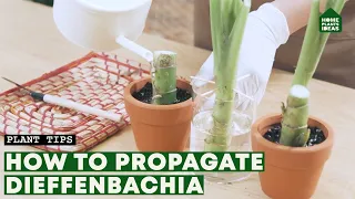 The Secret of Dieffenbachia Propagation | Dumb Cane Plant