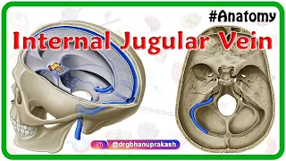 Internal jugular vein - Gross anatomy of Head and neck  medical animation