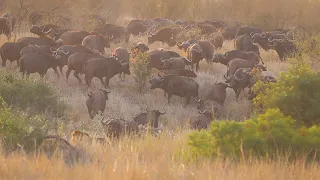 Lions Encounter Massive Herd of Buffalos - Kruger National Park South Africa