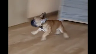 щенок бегает как сумасшедший