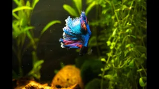 Fluval Flex 34L as a Betta Tank with Cherry Shrimp