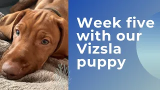 Week 5 with our 13 week old Vizsla puppy