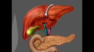 The liver, pancreas, and gallbladder