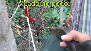 Abate de veado foboca na fruta podói. Com filmagem... confiram.