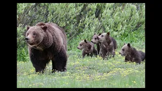 WILDLIFE PHOTOGRAPHY/BEAR 399/BEST OF BEST 16 IMAGES/Jackson Hole/Grand Teton Park/Yellowstone Park