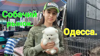 Собачий рынок Одесса. Разные породы. Продажа собак и кошек. Топ 5 собак, птичий рынок. #зоотроп