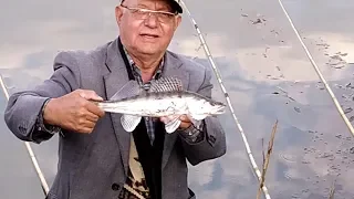 Sudak ovu / Balıq əti ilə Sıf ovu, spinniq ilə Sudak ovu. Levrek avı. Ловля судака. Zander fishing.