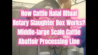 How cattle rotary killing box works for modern cattle abattoir slaughter line?