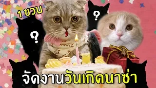 [ENG SUB] Surprise Birthday Cat 1 Year Old