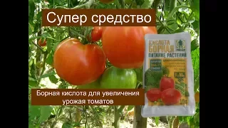 БОРНАЯ КИСЛОТА  СУПЕР СРЕДСТВО ДЛЯ УВЕЛИЧЕНИЯ УРОЖАЯ ТОМАТОВ