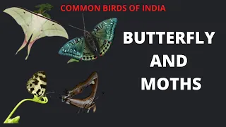 Are You Seen Butterfly And Moths ?