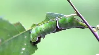 Lesser Puss Moth Caterpillar (Cerura erminea) 2Of2