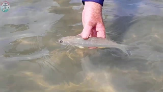Fishing for Whiting Using Poppers - Lures - Hervey Bay & K'Gari Fraser Island - Subscribe for More!!