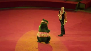 Медведи. Цирк. Супер танец медведя в цирке. Bears. Circus. The super dance of the bear in circus.