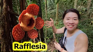 Rafflesia Flower at Tioman Malaysia