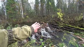 Трудная рыбалка. Бобры закрыли речку. Ловлю крупный хариус. На что ловлю хариус? 3 серия.