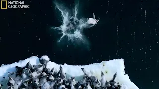 Очень редкие кадры - пингвины прыгают с огромной высоты
