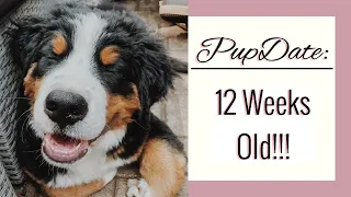 PUPDATE: 12 Week Old Bernese Mountain Dog | Diet, Energy, Teething, MONTAGE OF CUTENESS | Emma Bauer