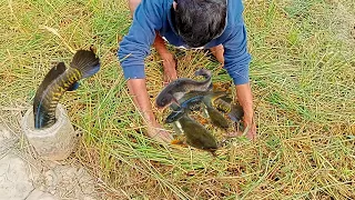 Super ! Amazing Fishing - Dry Season Fishing Catching- Finding