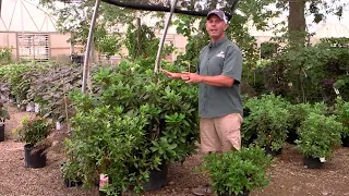 What Not to Do to Your Rhododendrons