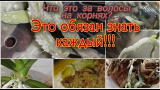 😲Что растет на корнях орхидей гадость или радость❓ Как же с ЭТИМ быть?🔍