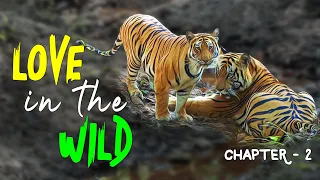 EP 2.2 - Tigers Mating - Bandhavgarh Tiger Reserve - 4K Video