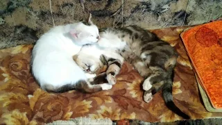 Кошачьи нежности. Умилительное видео. #коты