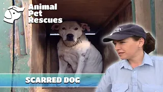 SPCA Animal Rescues: Rescuing a Battle-Scarred Pig Dog and More | Full Episode | Animal House